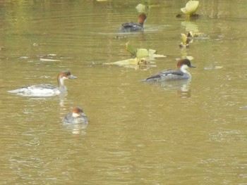 ミコアイサ あいの里公園 2018年11月13日(火)