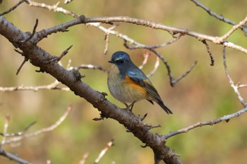 Red-flanked Bluetail 藤の木山自然公園 Sun, 1/28/2024