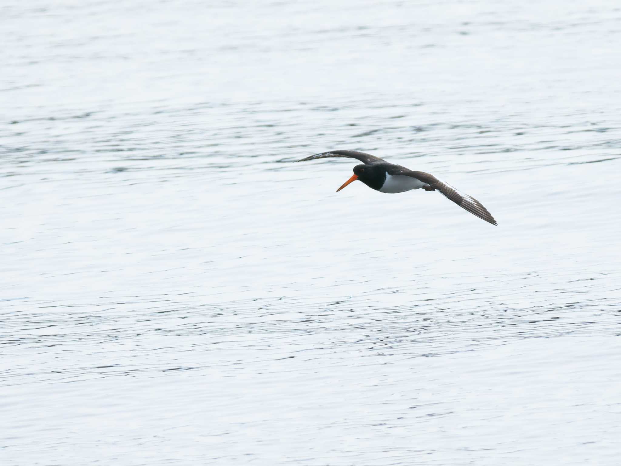 Photo of Eurasian Oystercatcher at Kasai Rinkai Park by OVSK66