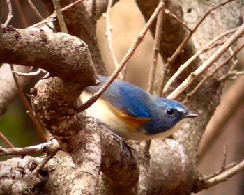 Red-flanked Bluetail 房総のむら Sun, 1/28/2024