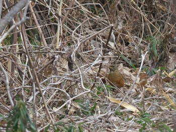 Brown-headed Thrush Kasai Rinkai Park Sun, 1/28/2024