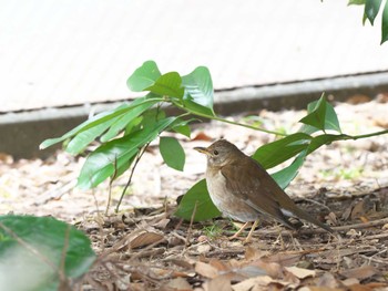 Pale Thrush Kasai Rinkai Park Sun, 1/28/2024