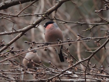 Eurasian Bullfinch Hayatogawa Forest Road Sun, 1/28/2024