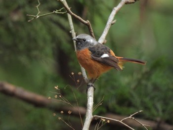 Daurian Redstart Hayatogawa Forest Road Sun, 1/28/2024