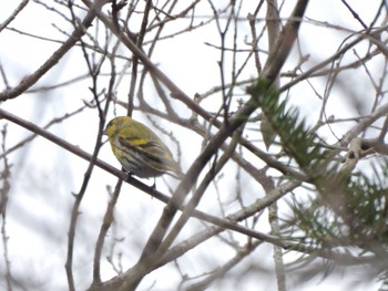 Eurasian Siskin Hayatogawa Forest Road Sun, 1/28/2024