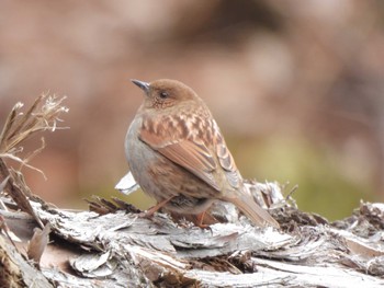 Japanese Accentor Hayatogawa Forest Road Sun, 1/28/2024