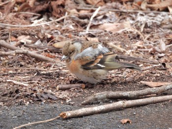 Brambling Hayatogawa Forest Road Sun, 1/28/2024