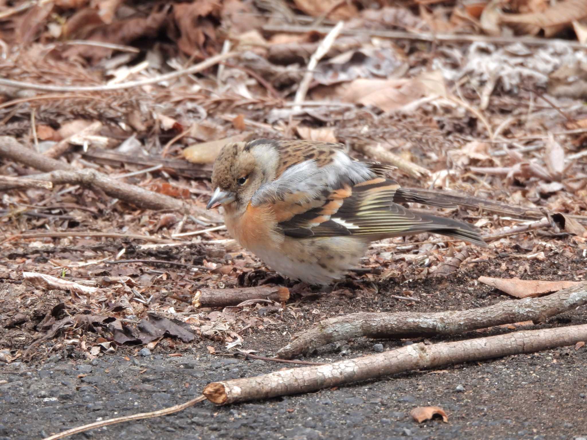 Photo of Brambling at Hayatogawa Forest Road by piyock