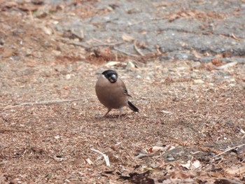 Eurasian Bullfinch Hayatogawa Forest Road Sun, 1/28/2024