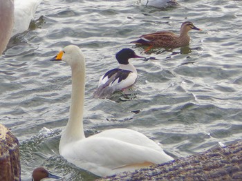 Common Merganser 高松の池 Thu, 1/25/2024