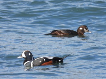 Harlequin Duck 平磯海岸 Sat, 1/27/2024