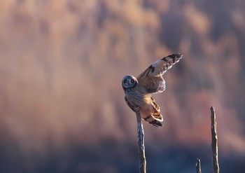 Sun, 1/28/2024 Birding report at 群馬県