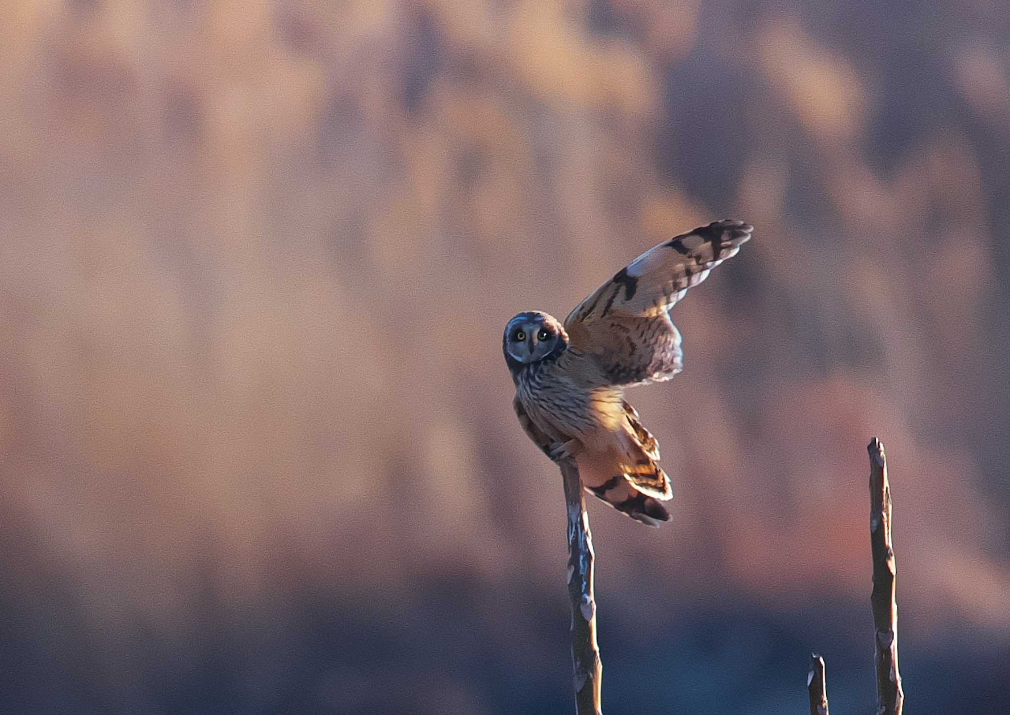 群馬県 コミミズクの写真 by snipe