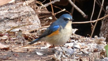 2024年1月28日(日) 小宮公園(八王子)の野鳥観察記録