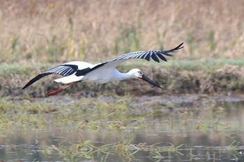 コウノトリ 石川県 2018年11月11日(日)