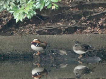 Mandarin Duck Shinjuku Gyoen National Garden Sun, 1/28/2024