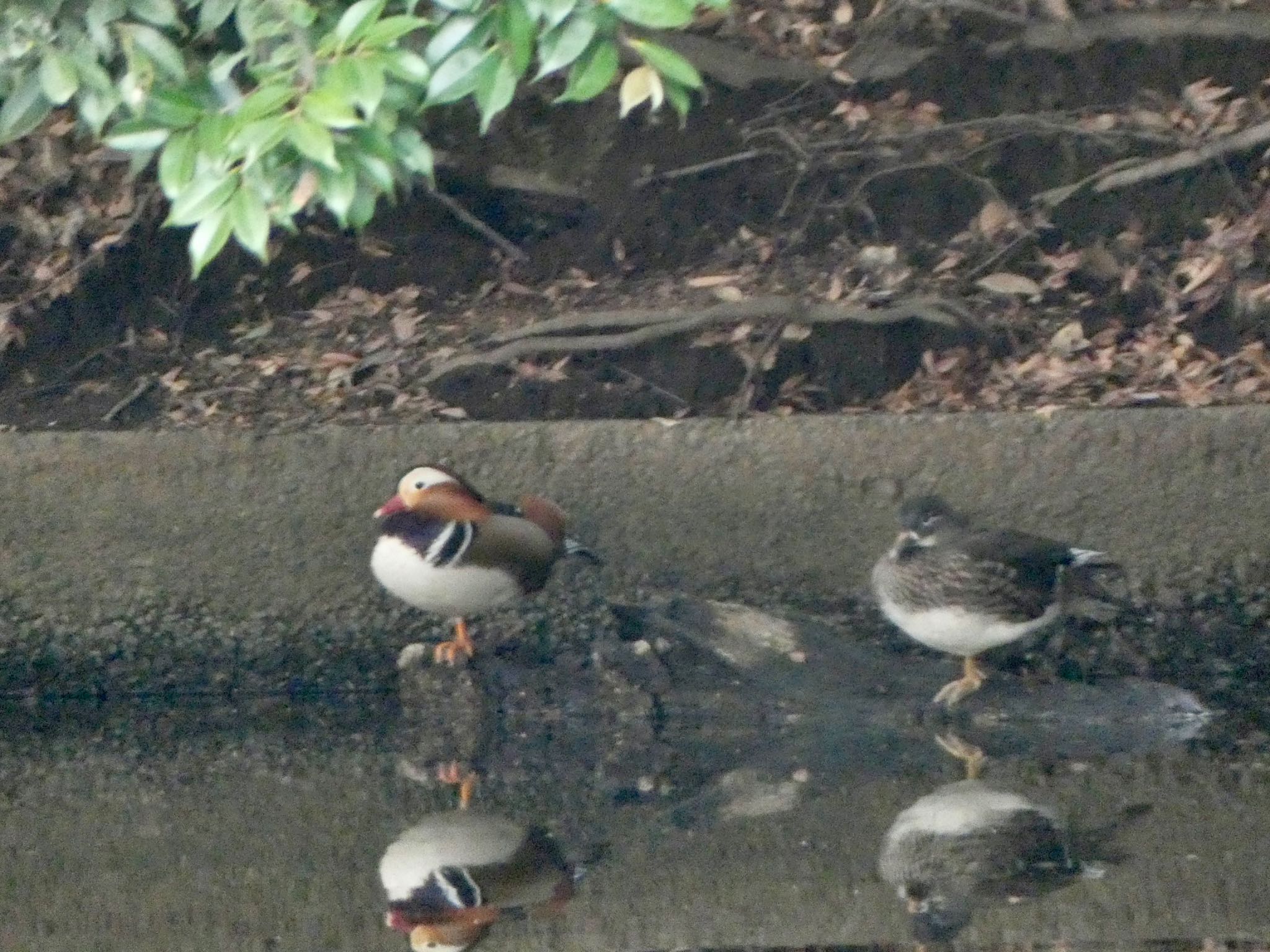 Photo of Mandarin Duck at Shinjuku Gyoen National Garden by shu118