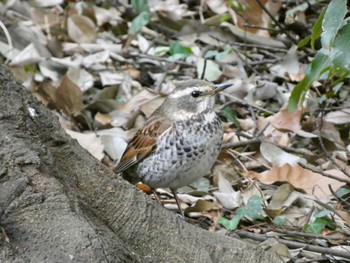 Dusky Thrush Shinjuku Gyoen National Garden Sun, 1/28/2024