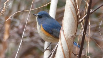 ルリビタキ 小宮公園(八王子) 2024年1月28日(日)