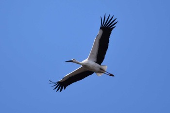 Oriental Stork Watarase Yusuichi (Wetland) Sun, 1/28/2024