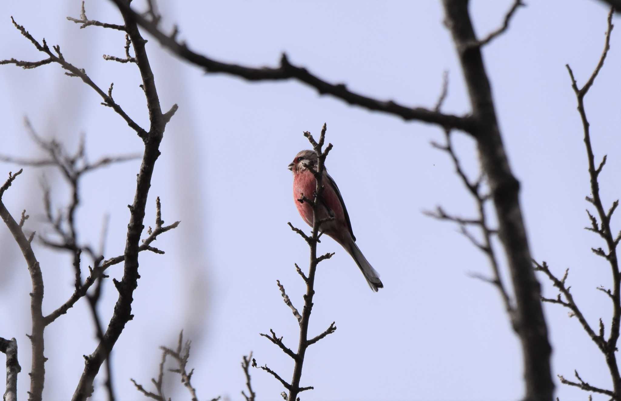 Siberian Long-tailed Rosefinch