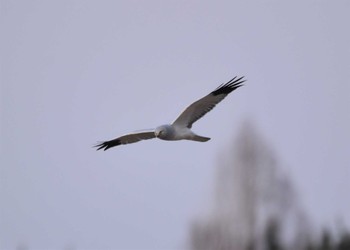 Hen Harrier Watarase Yusuichi (Wetland) Sun, 1/28/2024