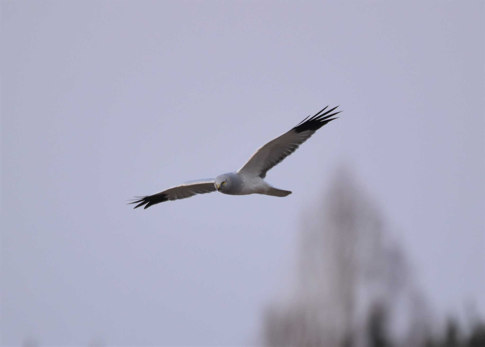 Hen Harrier