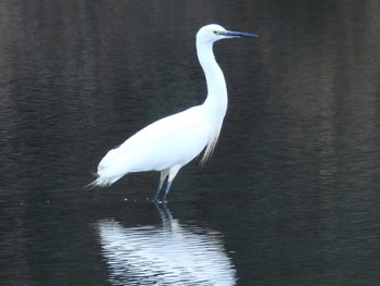 チュウサギ 下関市室津 2024年1月28日(日)