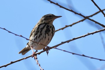 Olive-backed Pipit 多摩川河川敷 Sat, 1/27/2024