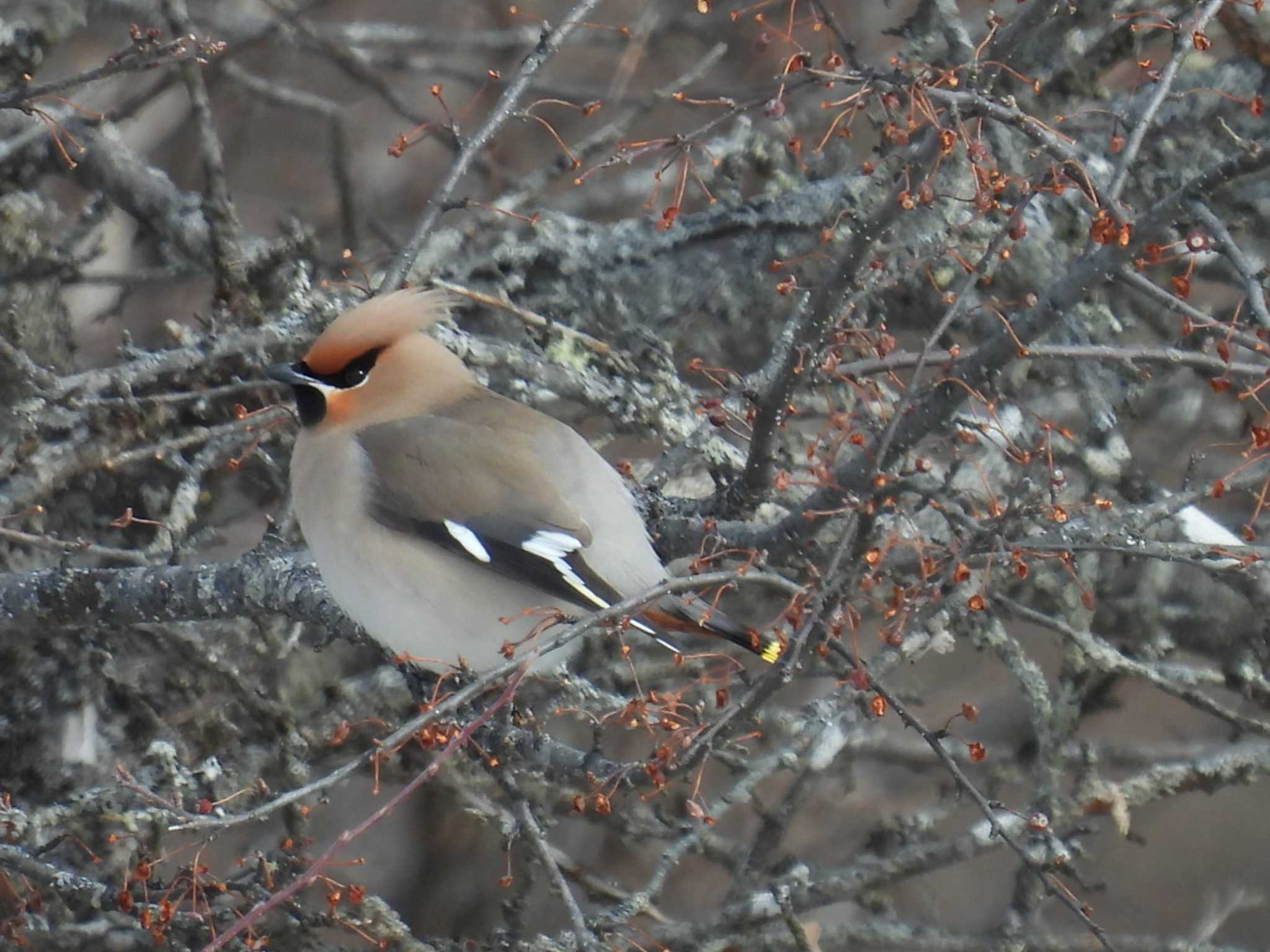 Photo of Bohemian Waxwing at 美ヶ原高原 by カズー