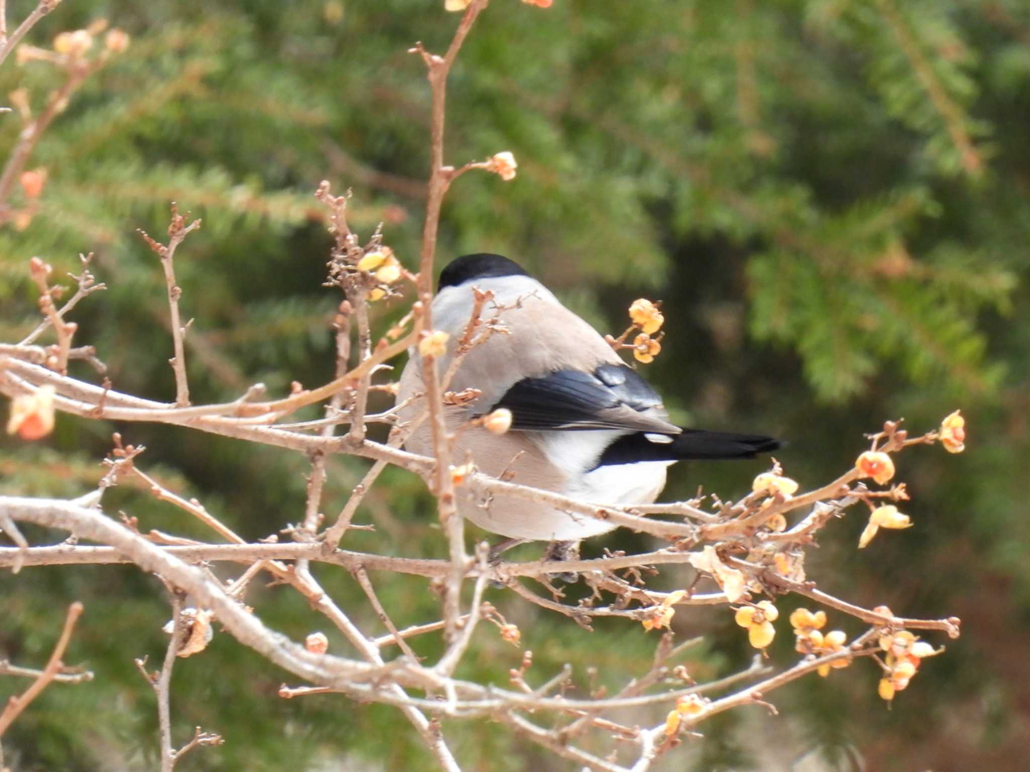 Photo of Eurasian Bullfinch at 美ヶ原高原 by カズー