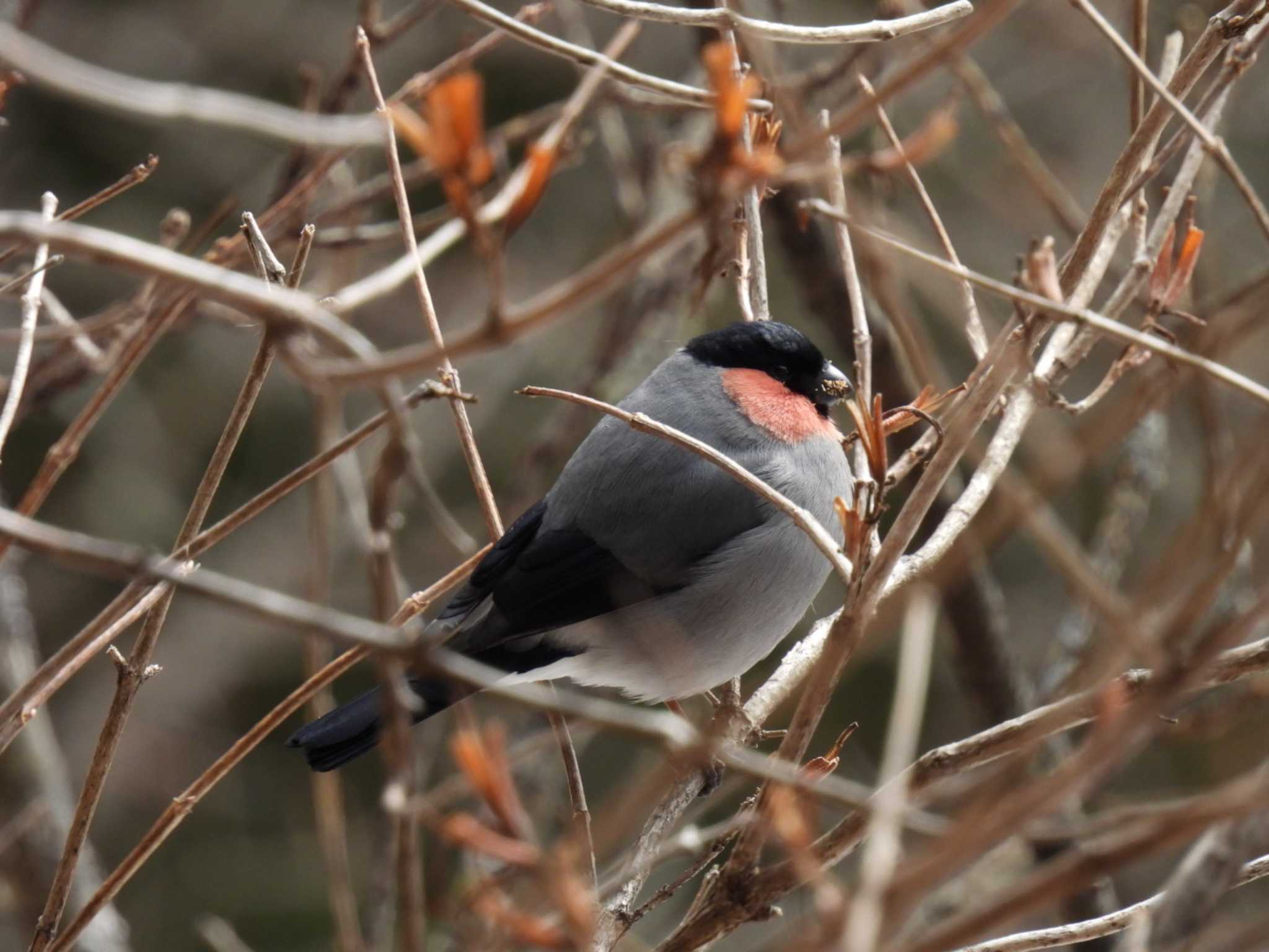 Eurasian Bullfinch