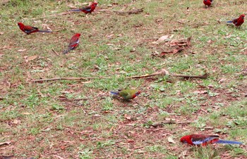 Crimson Rosella メルボルン Sat, 3/30/2013