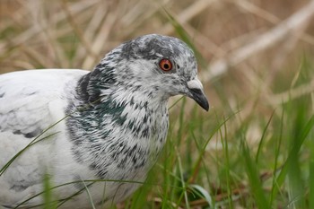 Rock Dove 多摩川河川敷 Sun, 1/28/2024