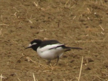 Japanese Wagtail Teganooka Park Sun, 1/7/2024