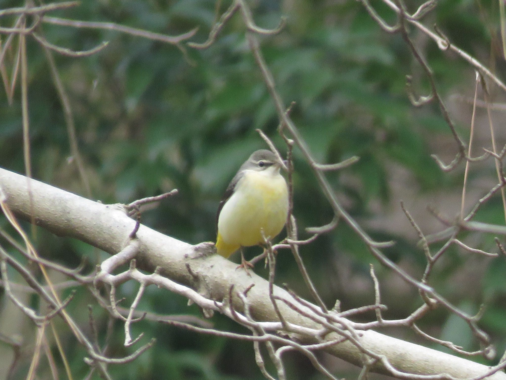 Grey Wagtail