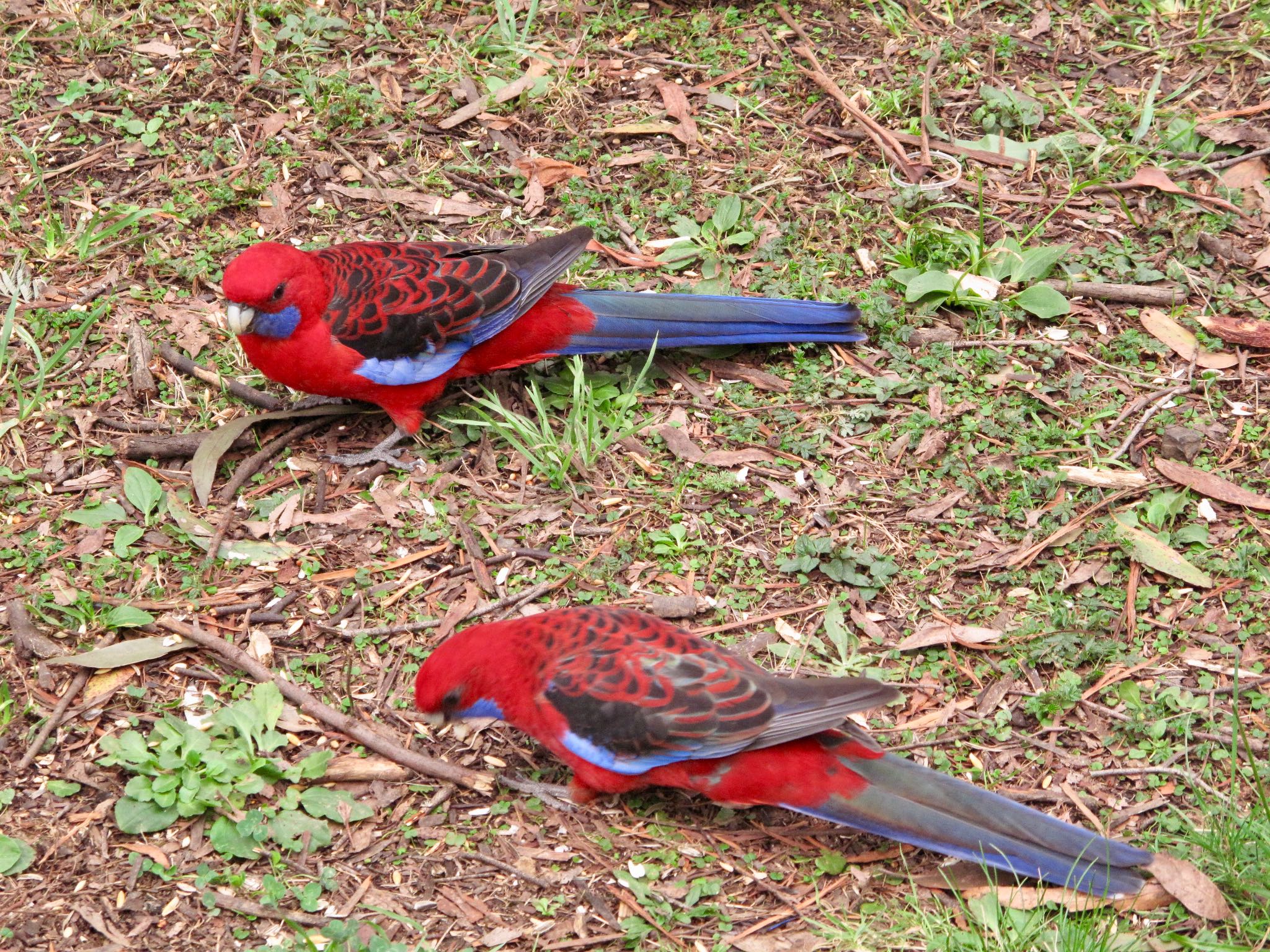 Photo of Crimson Rosella at メルボルン by のどか