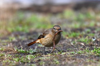 Daurian Redstart 加木屋緑地 Thu, 1/25/2024