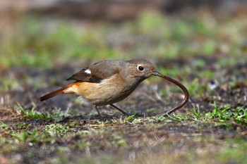 Daurian Redstart 加木屋緑地 Thu, 1/25/2024