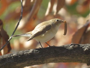 Sun, 1/14/2024 Birding report at まつぶし緑の丘公園