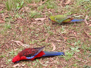 Crimson Rosella メルボルン Sat, 3/30/2013