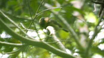 Iriomote Tit Unknown Spots Fri, 1/26/2024