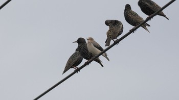 White-shouldered Starling Unknown Spots Thu, 1/25/2024