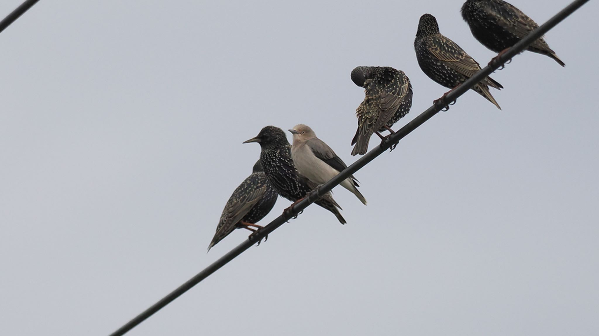 Photo of White-shouldered Starling at  by エナガ好き