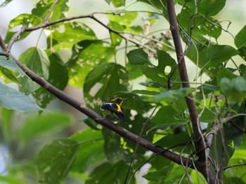 Ryukyu Flycatcher Unknown Spots Thu, 1/25/2024