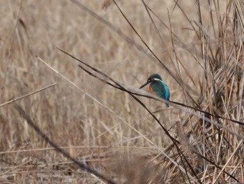 カワセミ 葛西臨海公園 2024年1月23日(火)