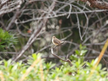 Red-breasted Flycatcher Osaka castle park Sat, 1/27/2024