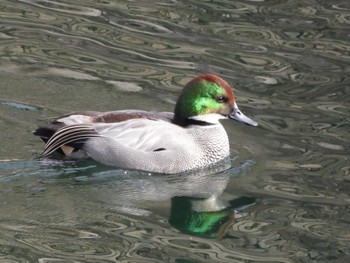 Falcated Duck Osaka castle park Sat, 1/27/2024