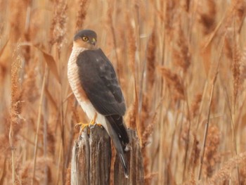 Eurasian Sparrowhawk Osaka Nanko Bird Sanctuary Sat, 1/27/2024