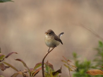 Red-breasted Flycatcher Osaka castle park Sat, 1/27/2024